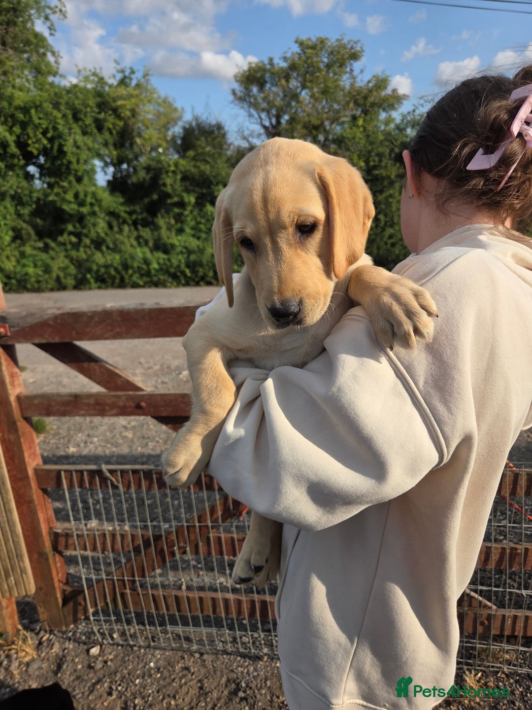 Labrador Retriever dogs for sale: Kc registered Labrador puppies  - Image 1