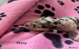 Mixed Breed dogs for sale: Unique mixed breed - Image 3