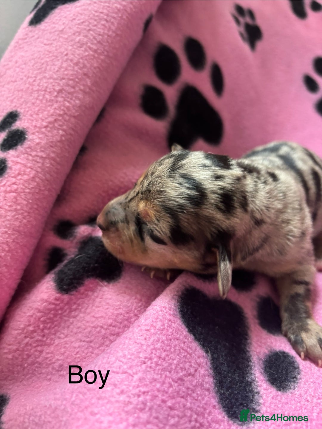 Mixed Breed dogs for sale: Unique mixed breed - Image 3