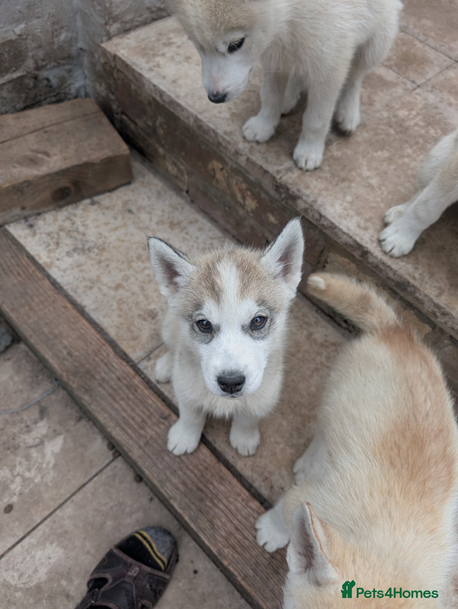 Siberian Husky dogs for sale: Siberian Husky puppies - Advert 10
