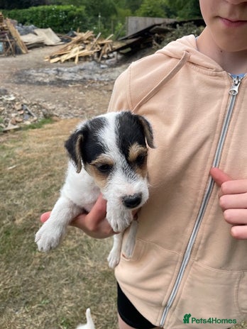 Parson Russell dogs - Advert 3