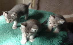 Mixed Breed cats for sale: Awesome Spotty Dotty Silver  Blue Bengal x Kittens - Image 23