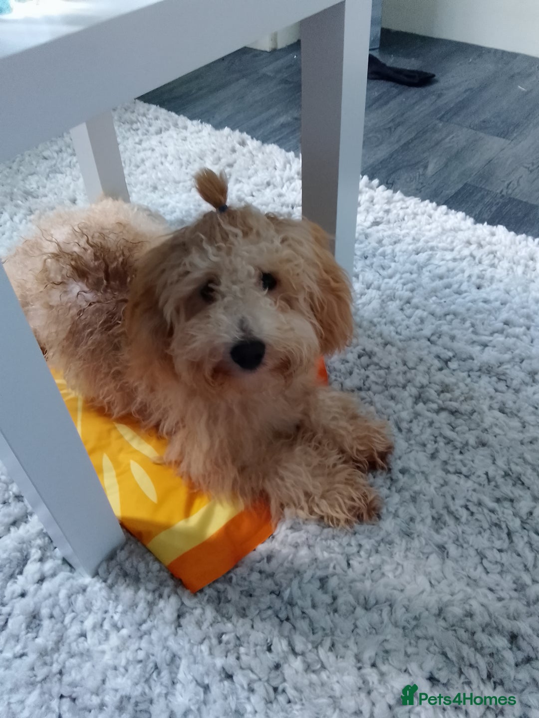 Poochon dogs for sale: 11 month old poochon - Advert 6