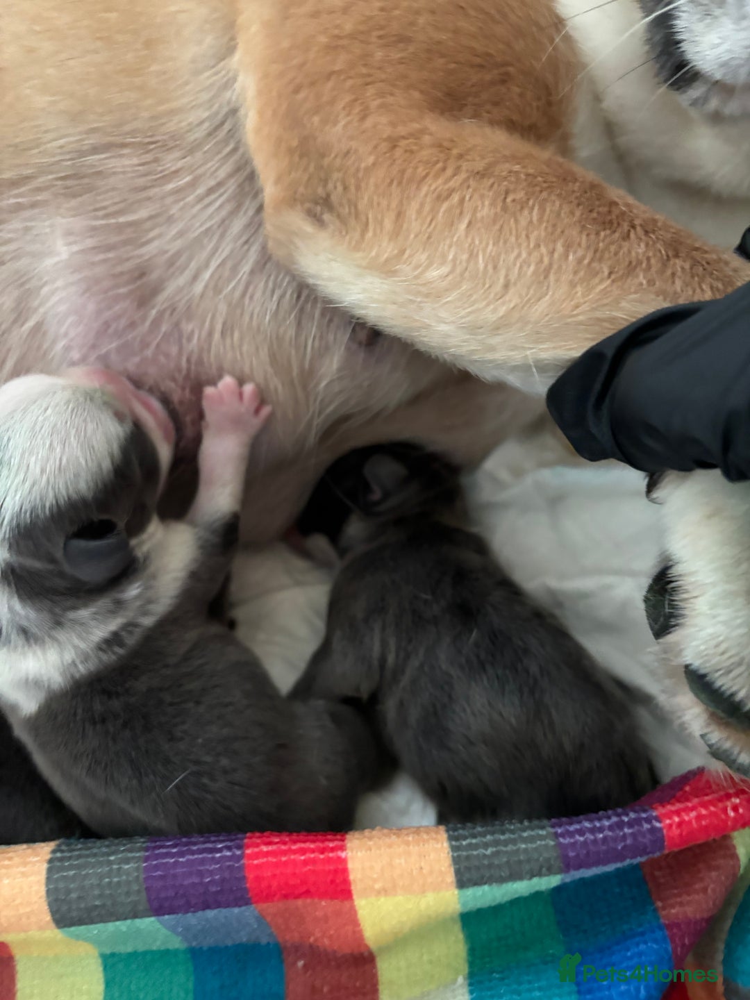 French Bulldog dogs for sale: Kc registered French bulldogs  - Image 20