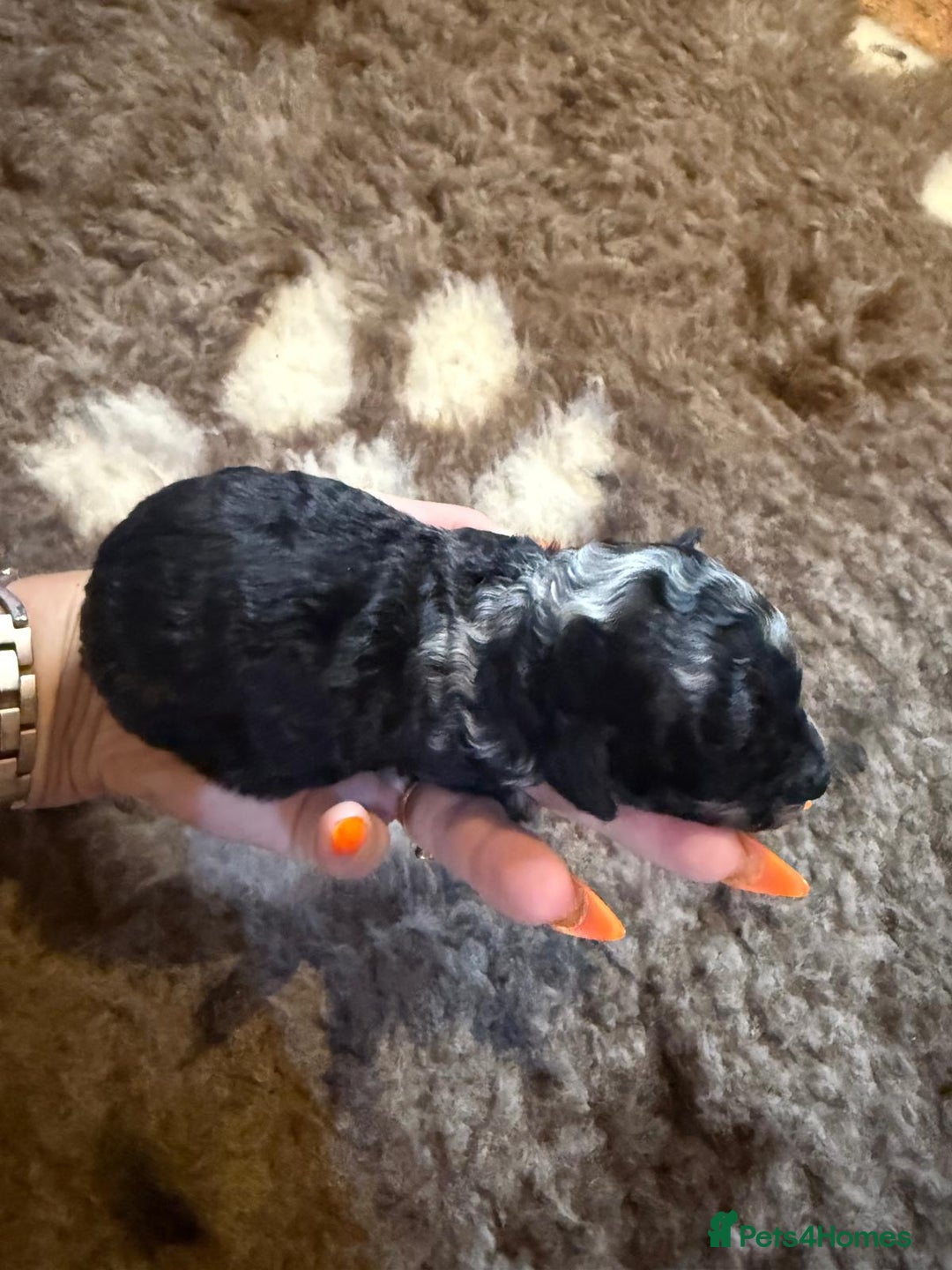 Toy Poodle dogs for sale: Pedigree Toy Poodle puppies, DNA tested parents - Image 18