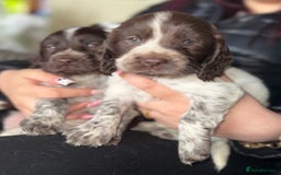 Sprocker dogs for sale: unbelievably marked sprockers 😍 - Image 33