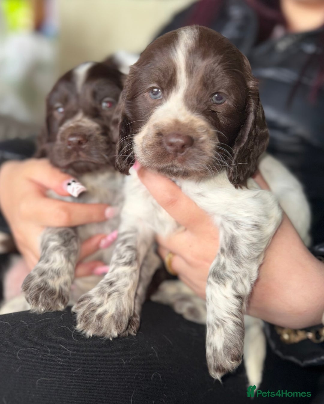 Sprocker dogs for sale: unbelievably marked sprockers 😍 - Image 33