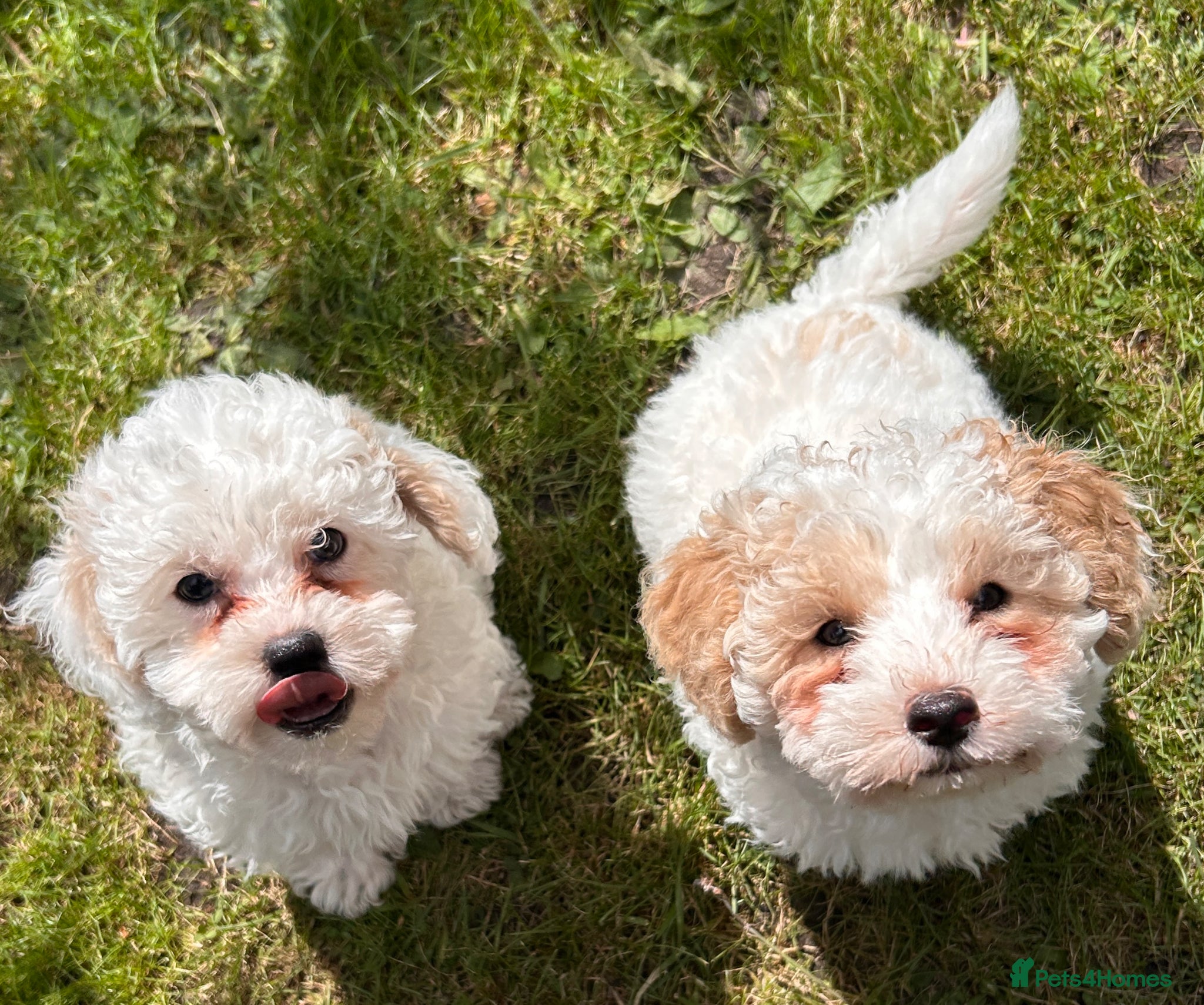 Shihpoo dogs ❤️Beautiful Shihpoos ❤️🐶 - Advert 2