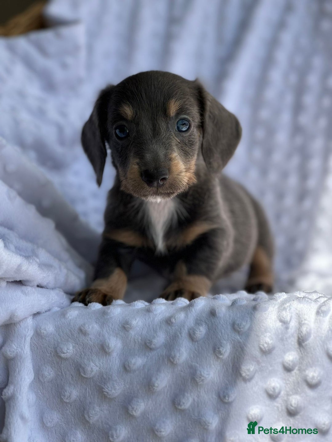 Miniature Dachshund dogs for sale: Miniature Dachshund Puppies  - Image 12