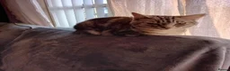 Mixed Breed cats for sale: Free Female cat  - Advert 2