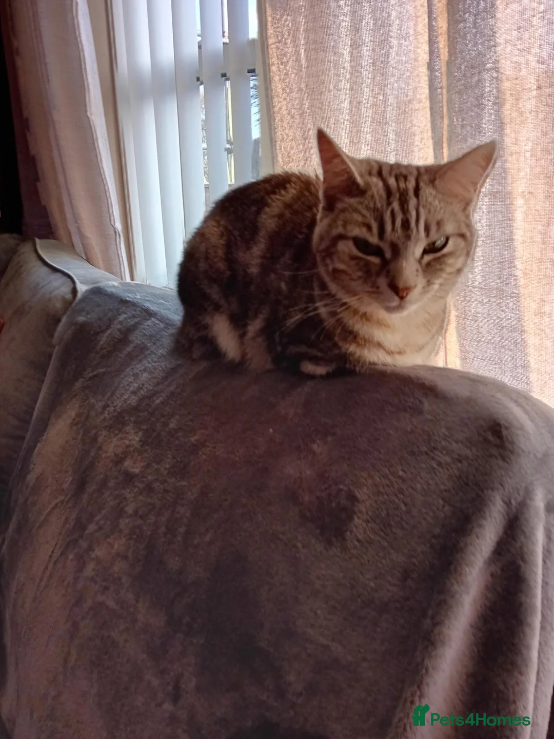 Mixed Breed cats for sale: Free Female cat  - Advert 2