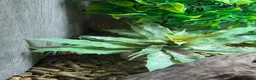 Leopard Gecko reptiles for sale: Leopard gecko for sale  in Birmingham - Advert 2