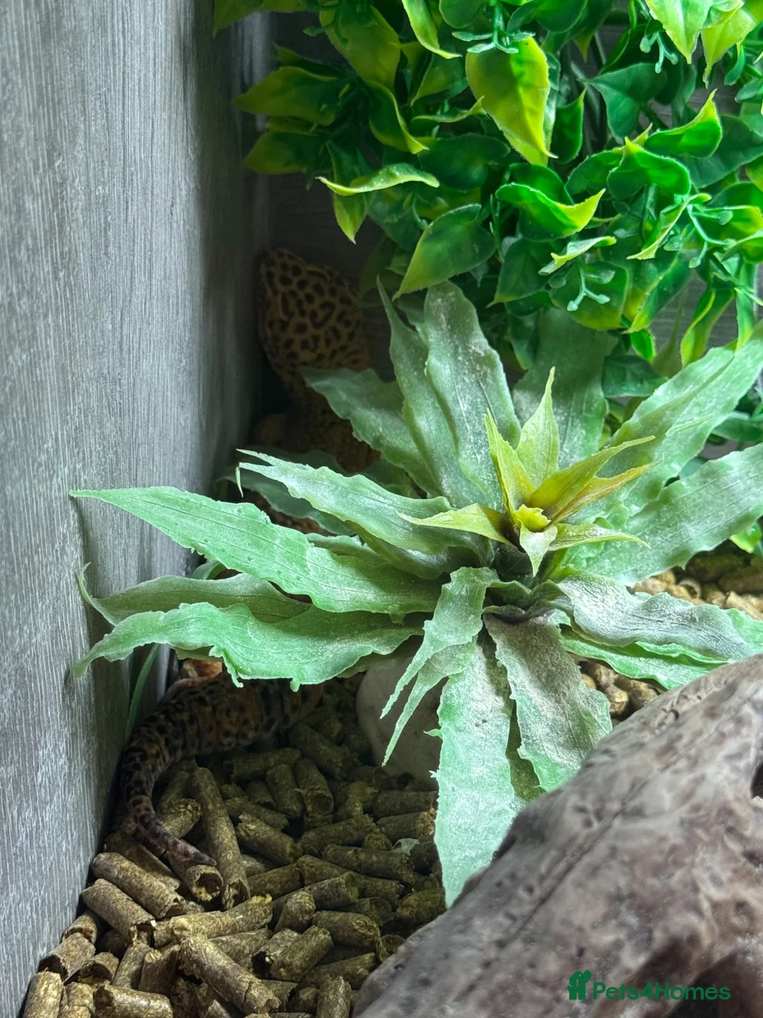 Leopard Gecko reptiles for sale: Leopard gecko for sale  in Birmingham - Advert 2