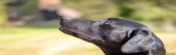 Labrador Retriever dogs for stud: Black Labrador Stud - Carries Yellow - Advert 7