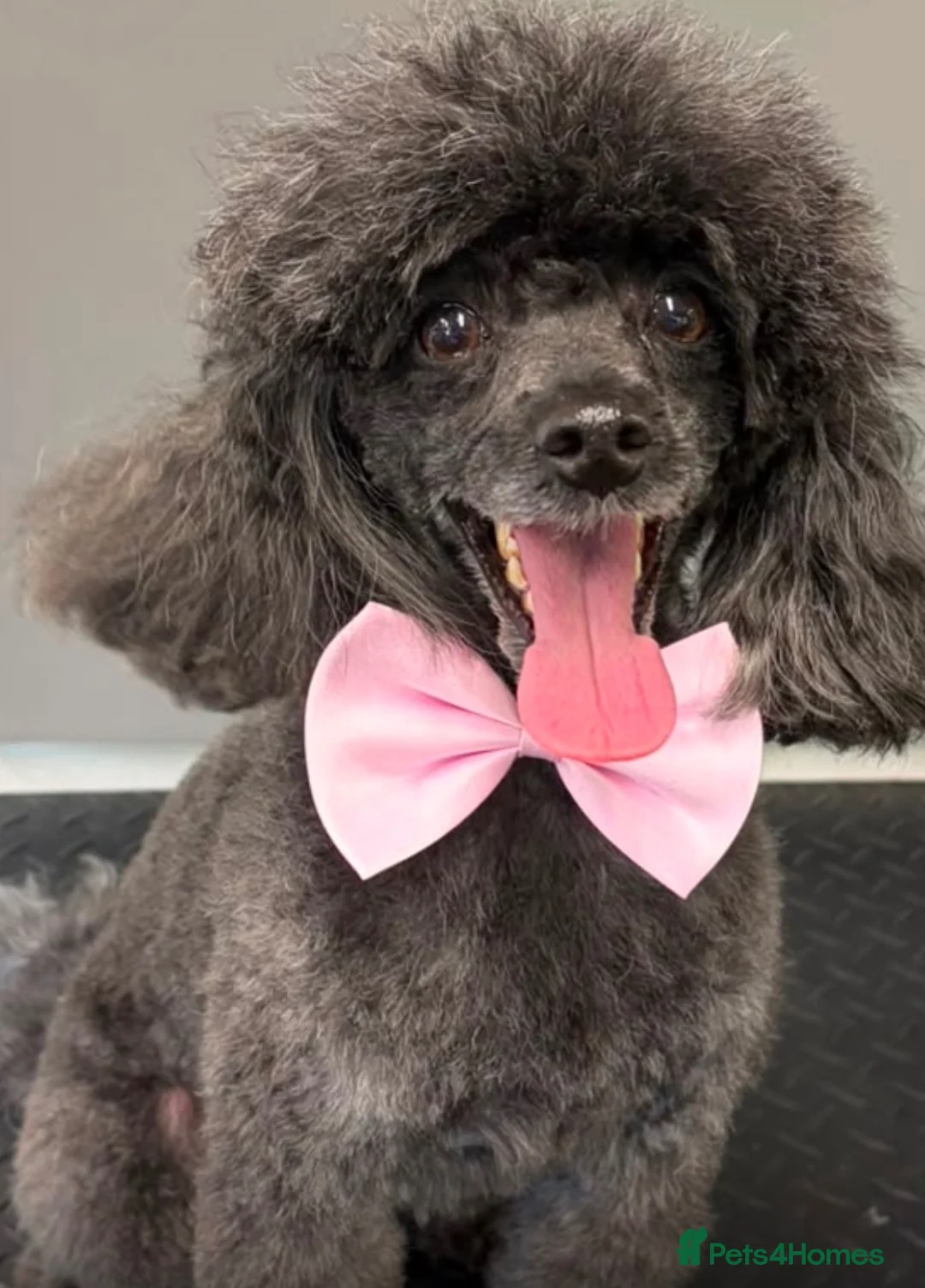 Poochon dogs for sale: Red Toy Poodle with an 1/8 Bichon - Advert 11