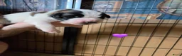 Saint Bernard dogs for sale: Saint Bernard puppies  - Advert 9