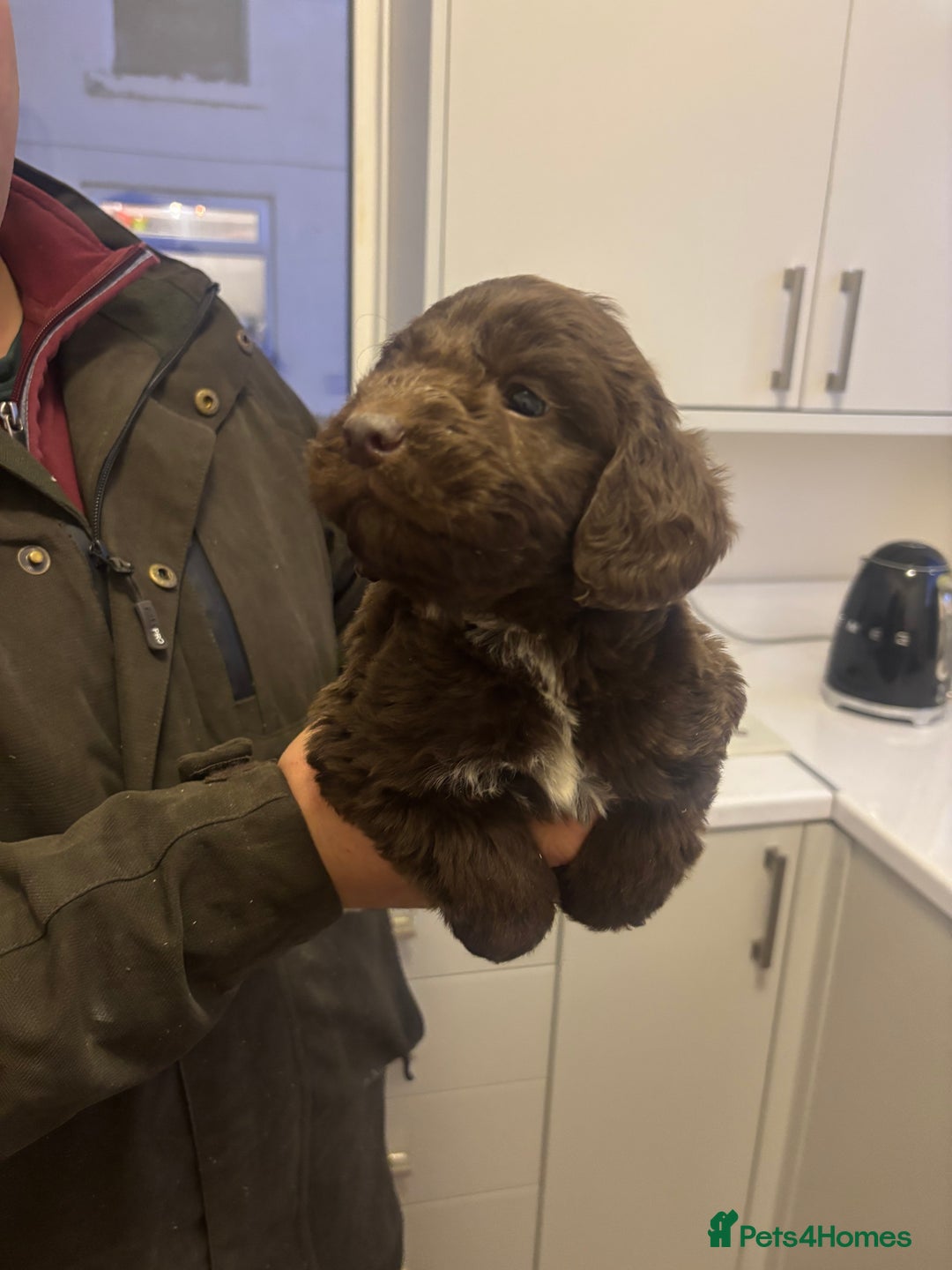 Cockapoo dogs for sale: Cockapoo puppies  - Advert 1