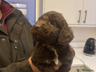 Cockapoo dogs Cockapoo puppies - Advert 4