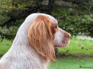 Cocker Spaniel dogs Working cocker spaniel for stud - Advert 5