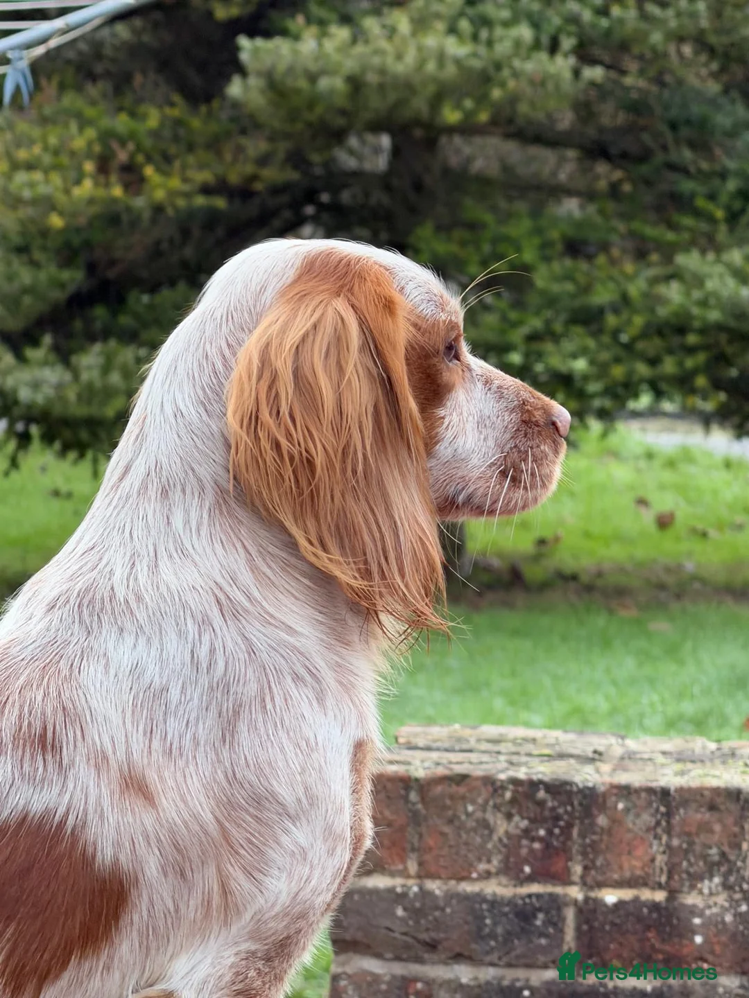 Cocker Spaniel dogs for stud: Working cocker spaniel for stud  - Advert 1