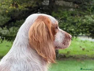 Cocker Spaniel dogs Working cocker spaniel for stud - Advert 17