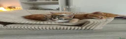 Mixed Breed cats for sale: 4 adorable kittens  - Advert 25
