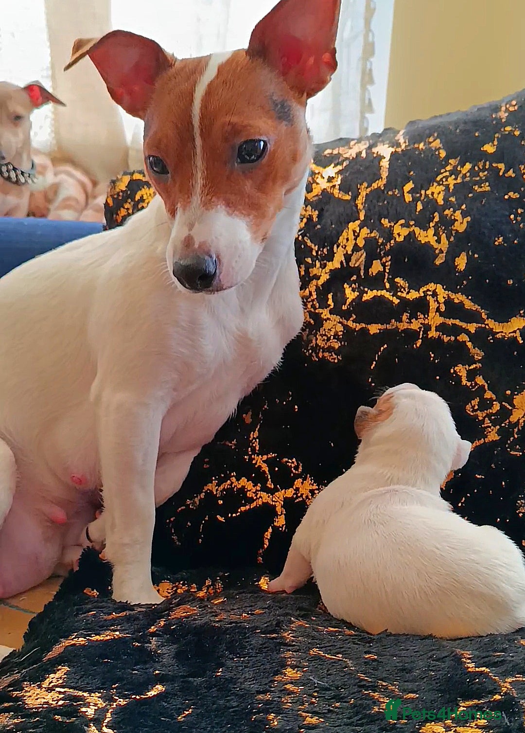Jack Russell dogs for sale: 🤎🐶 Adorable Jack Russell Terrier Puppies✨ - Advert 5