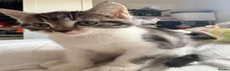 Mixed Breed cats for sale: Kittens  - Advert 7