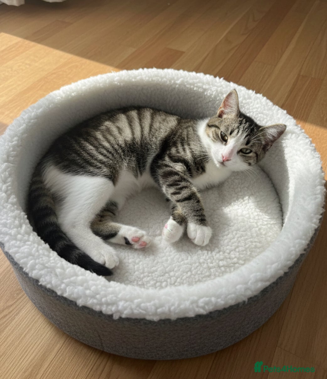 British Shorthair cats Kittens  - Advert 14