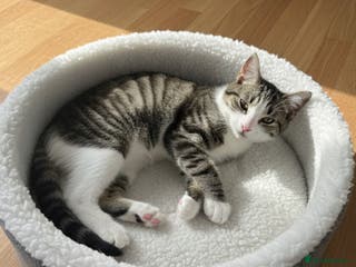 British Shorthair cats Kittens - Advert 2