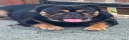English Bulldog dogs for stud: Fluffy English bulldog for stud - Advert 5