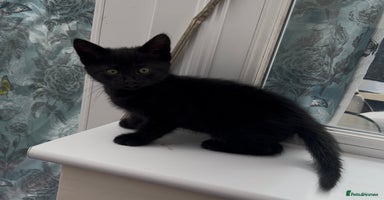 Domestic Shorthair cats in South Brent - Advert 11
