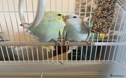 Budgerigars birds for sale: Pair of gorgeous Budgies - Image 2