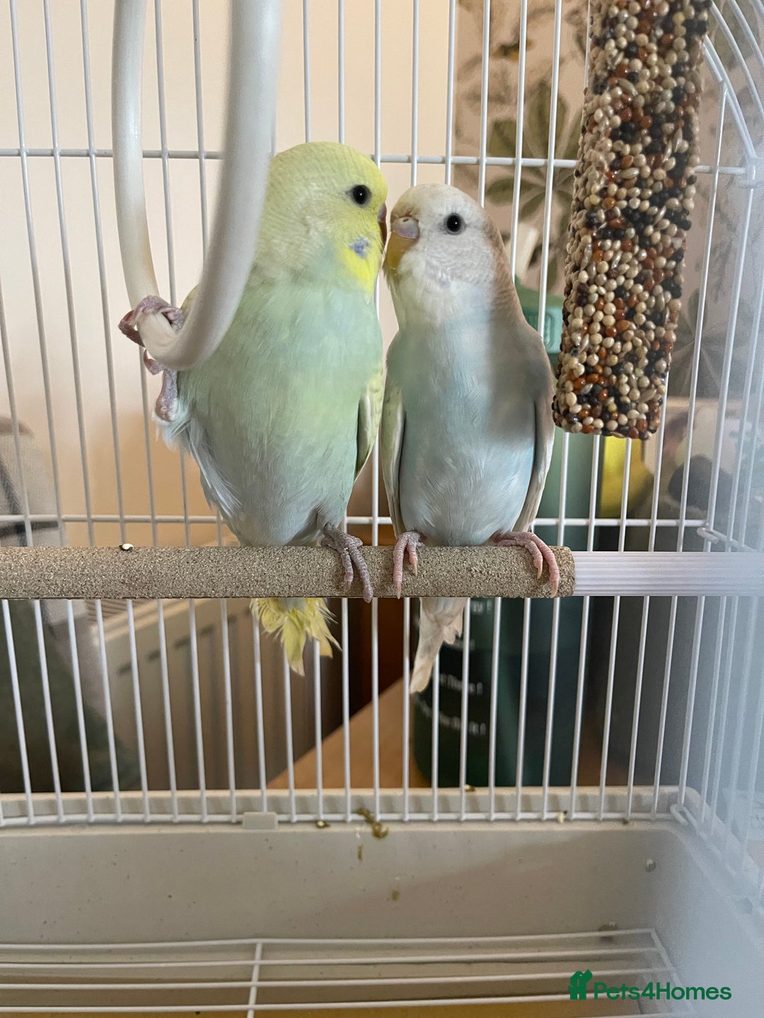 Budgerigars birds for sale: Pair of gorgeous Budgies - Image 2
