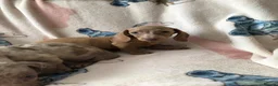 Miniature Dachshund dogs for sale: Miniature dachshund puppies in Bromley - Advert 9