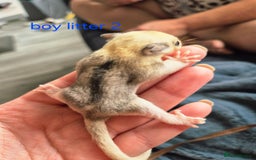 Sugar Glider rodents for sale: 4 baby sugar gliders ready 13th sept price each  - Image 22