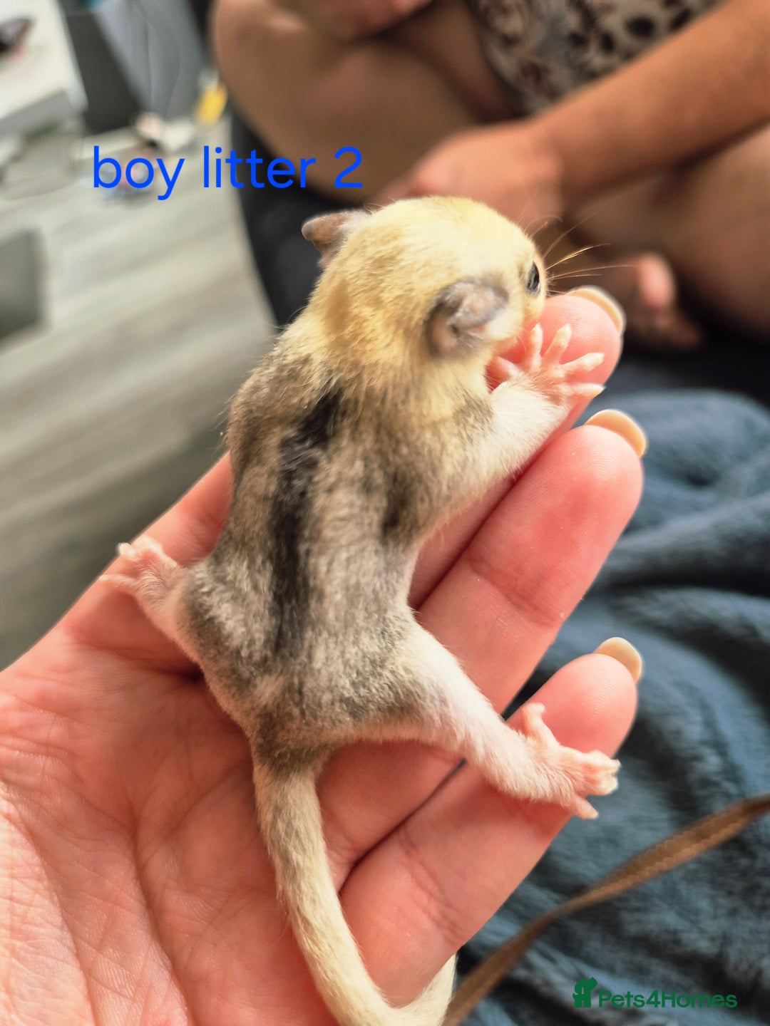 Sugar Glider rodents for sale: 4 baby sugar gliders ready 13th sept price each  - Image 22