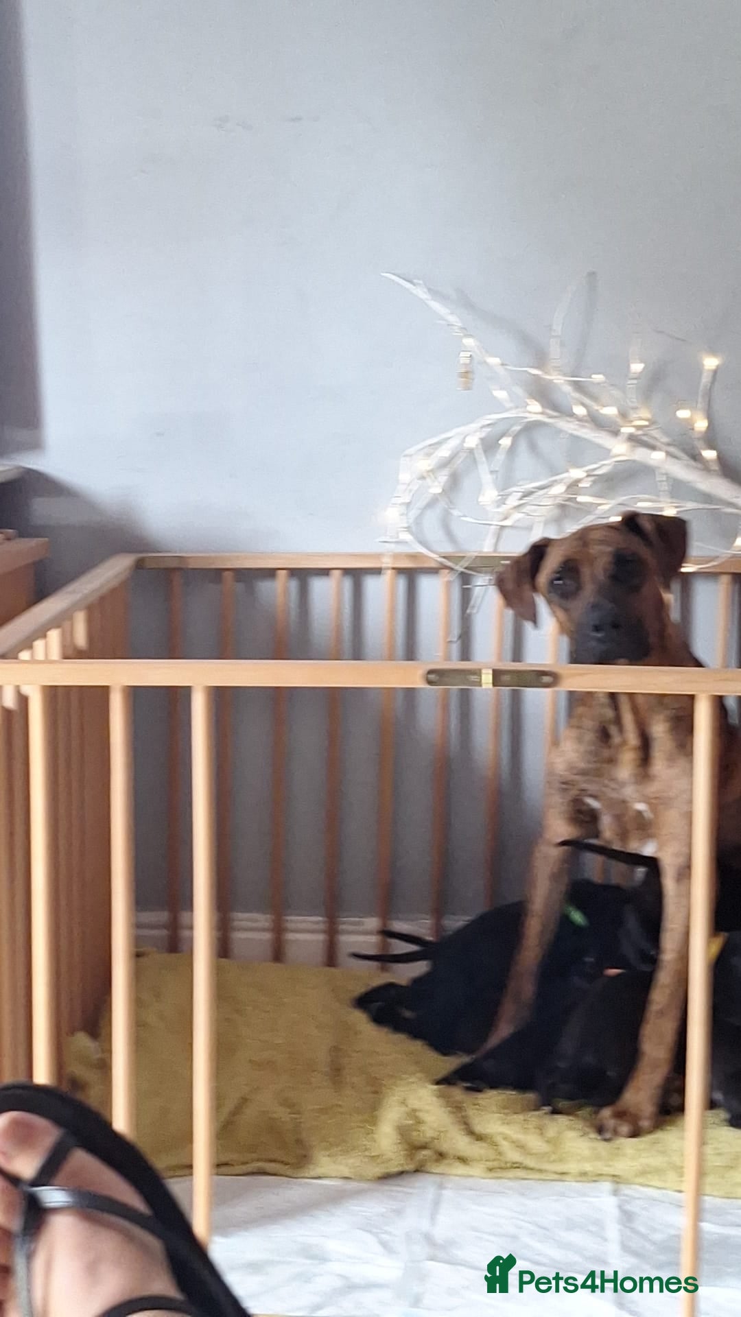 Mixed Breed dogs for sale: Presa canario cross golden labrador - Image 11
