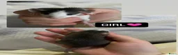 Rat rodents for sale: Baby Dumbo Rats  - Advert 2