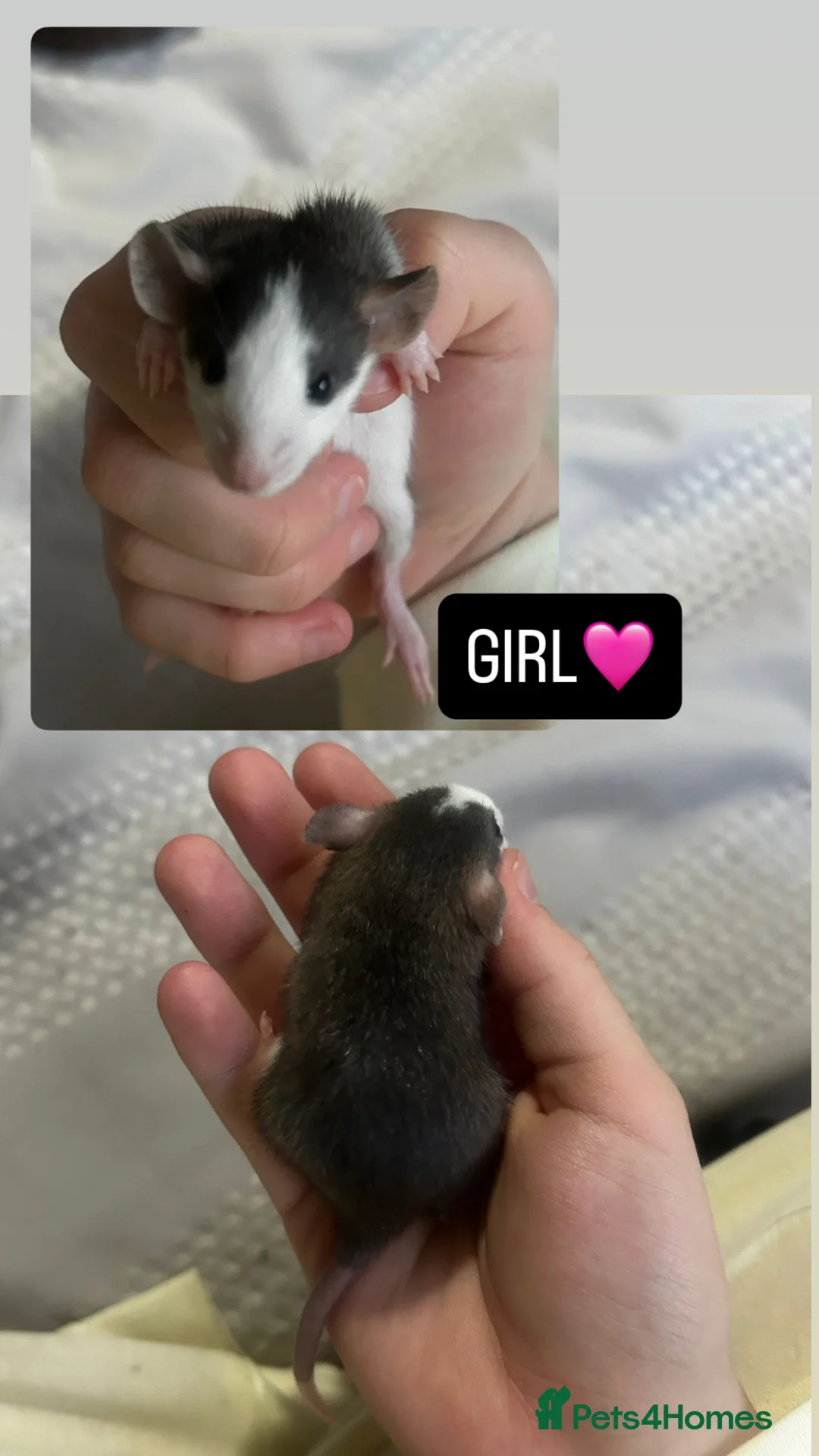Rat rodents for sale: Baby Dumbo Rats  - Advert 2