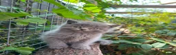 British Shorthair cats for sale: Stunning litter of x7 British short hair kittens  - Advert 5