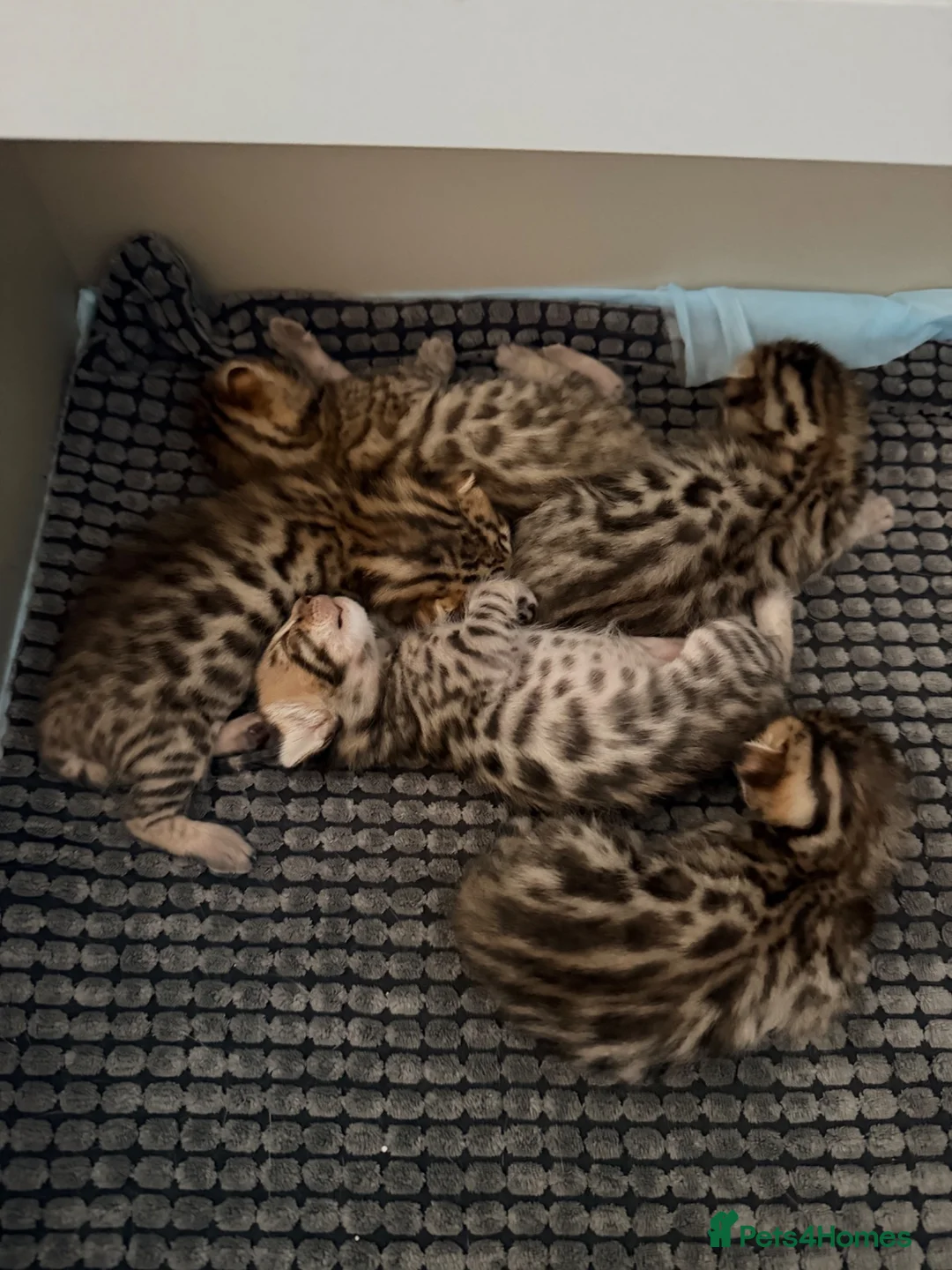 Bengal cats for sale: Bengal kitten - Advert 2