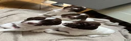 English Springer Spaniel dogs for sale: KC Registered English Springer Spaniel Puppies - Advert 21
