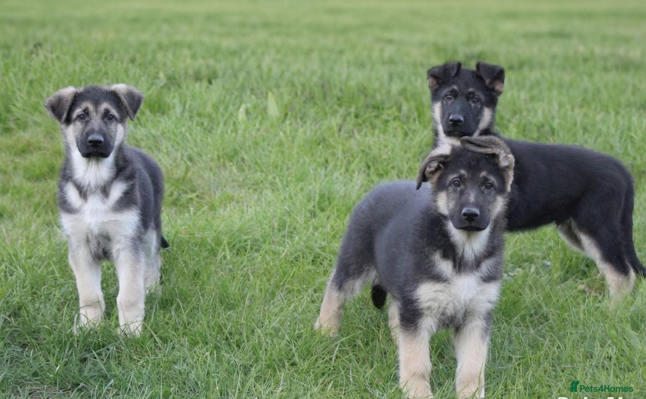 German Shepherd dogs GSD Rare Isabella puppies - Advert 2