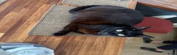 Mixed Breed cats for sale: Kitten looking for new home - Advert 8