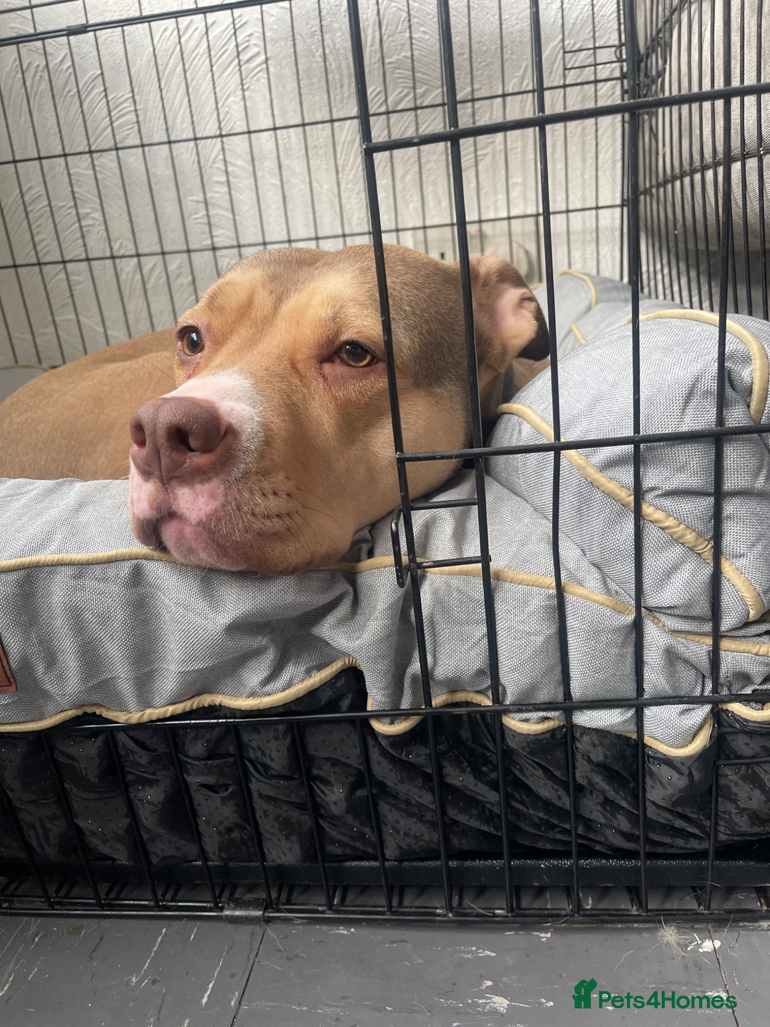 Mixed Breed dogs for sale: Milly/Millions - Advert 4