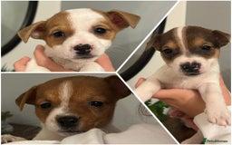 Jack Russell dogs for sale: Jack Russell puppies  - Image 1