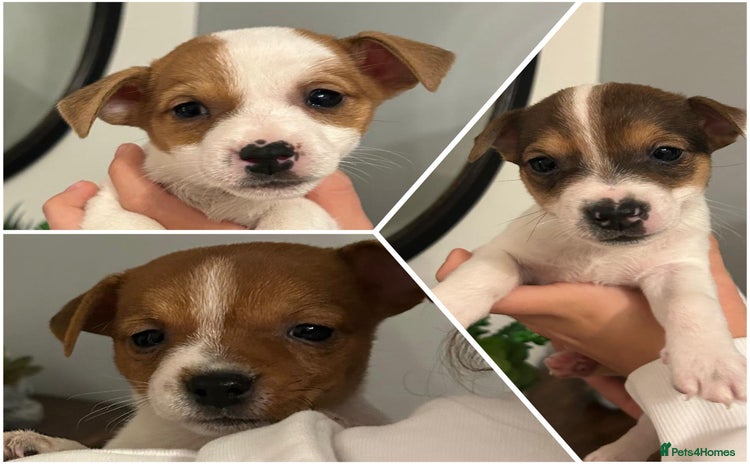Jack Russell dogs - Advert 3