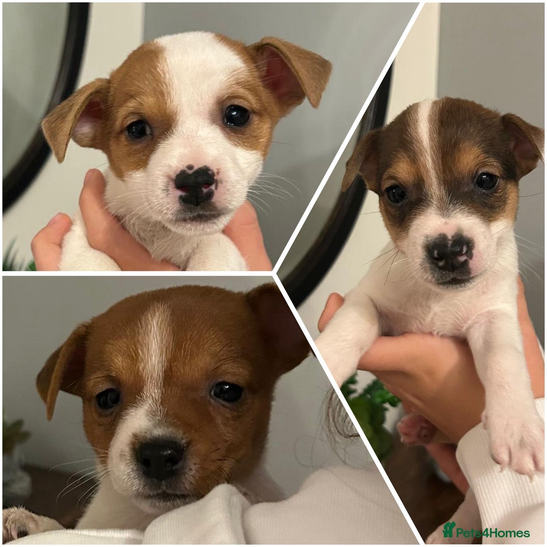 Jack Russell dogs for sale: Jack Russell puppies  - Image 1