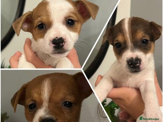 Jack Russell dogs - Advert 4